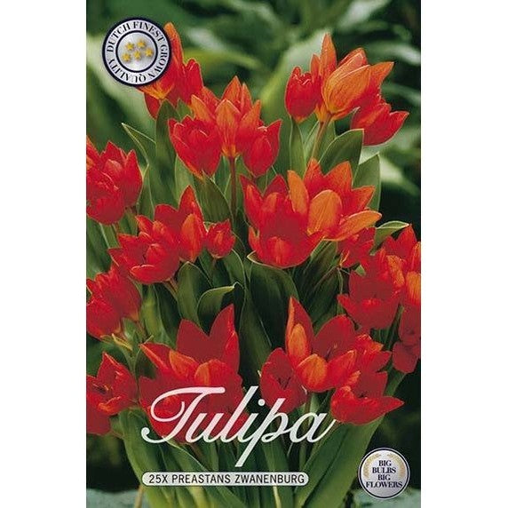 Tulpan Praestans Zwanenburg 25-pack